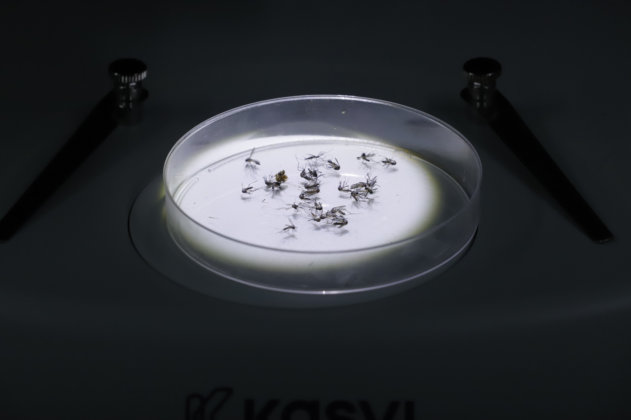 Capa da notícia: Biofábrica de wolbitos: entenda como funciona produção dos mosquitos que vão auxiliar no combate à dengue