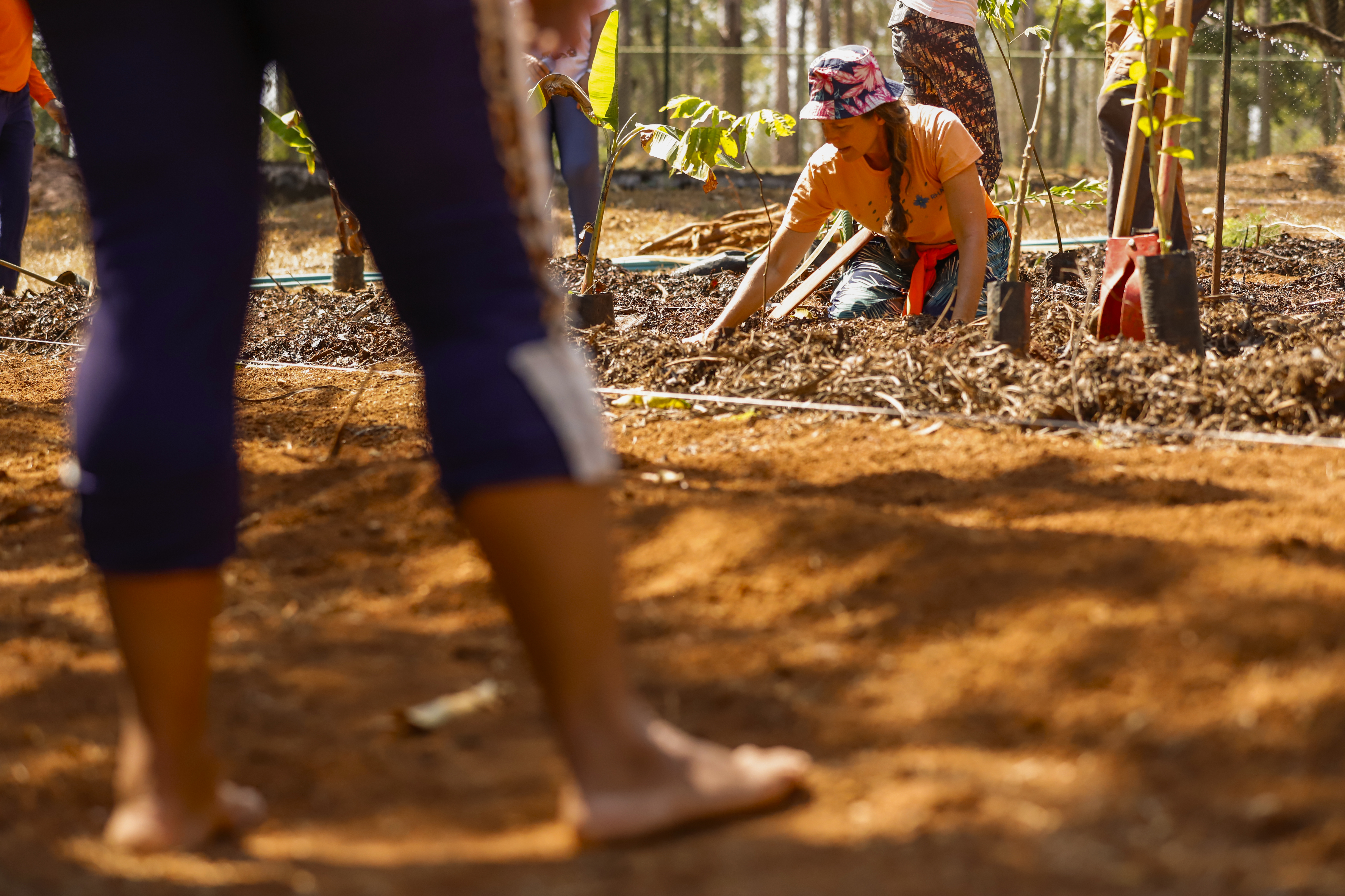 Capa da notícia: Caps II do Riacho Fundo I inaugura horto agroflorestal