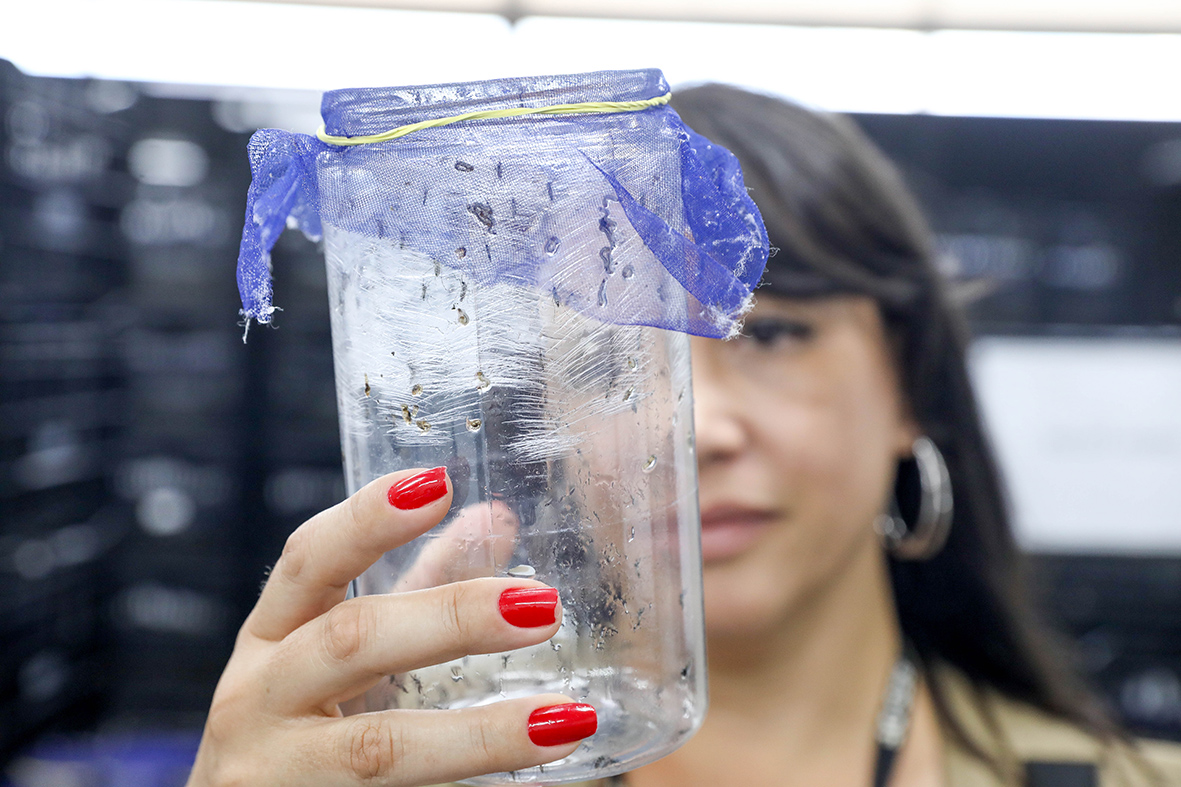 Capa da notícia: Com drones e mosquitos wolbitos, GDF alia tecnologia e controle biológico no combate à dengue
