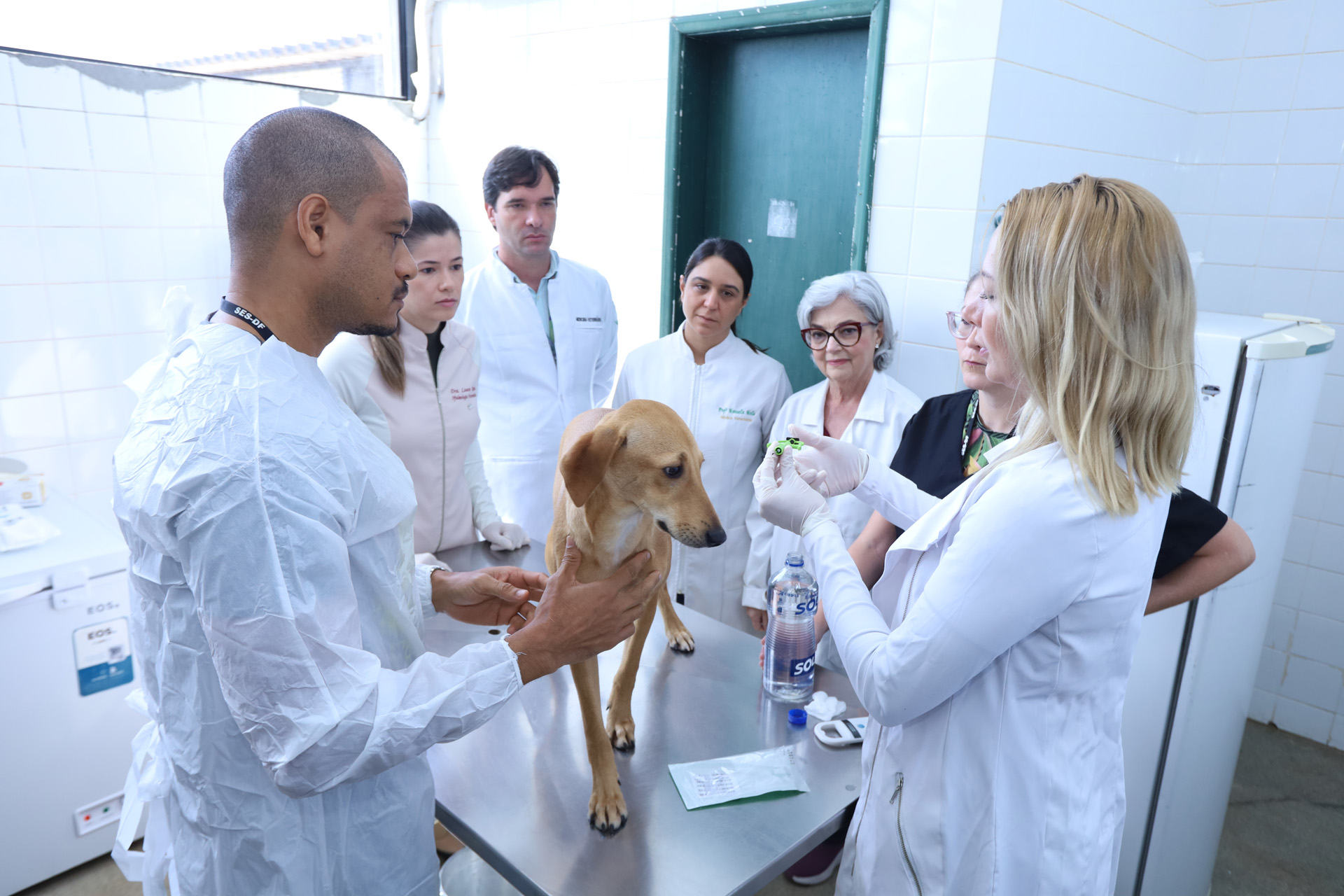 Capa da notícia: Cães da Zoonoses do DF recebem microchips para identificação eficaz