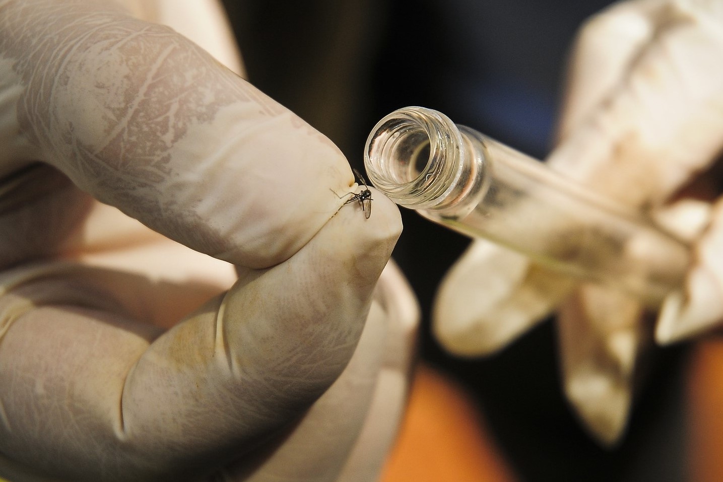 Capa da notícia: SES-DF se prepara para implementar tecnologia complementar no combate à dengue