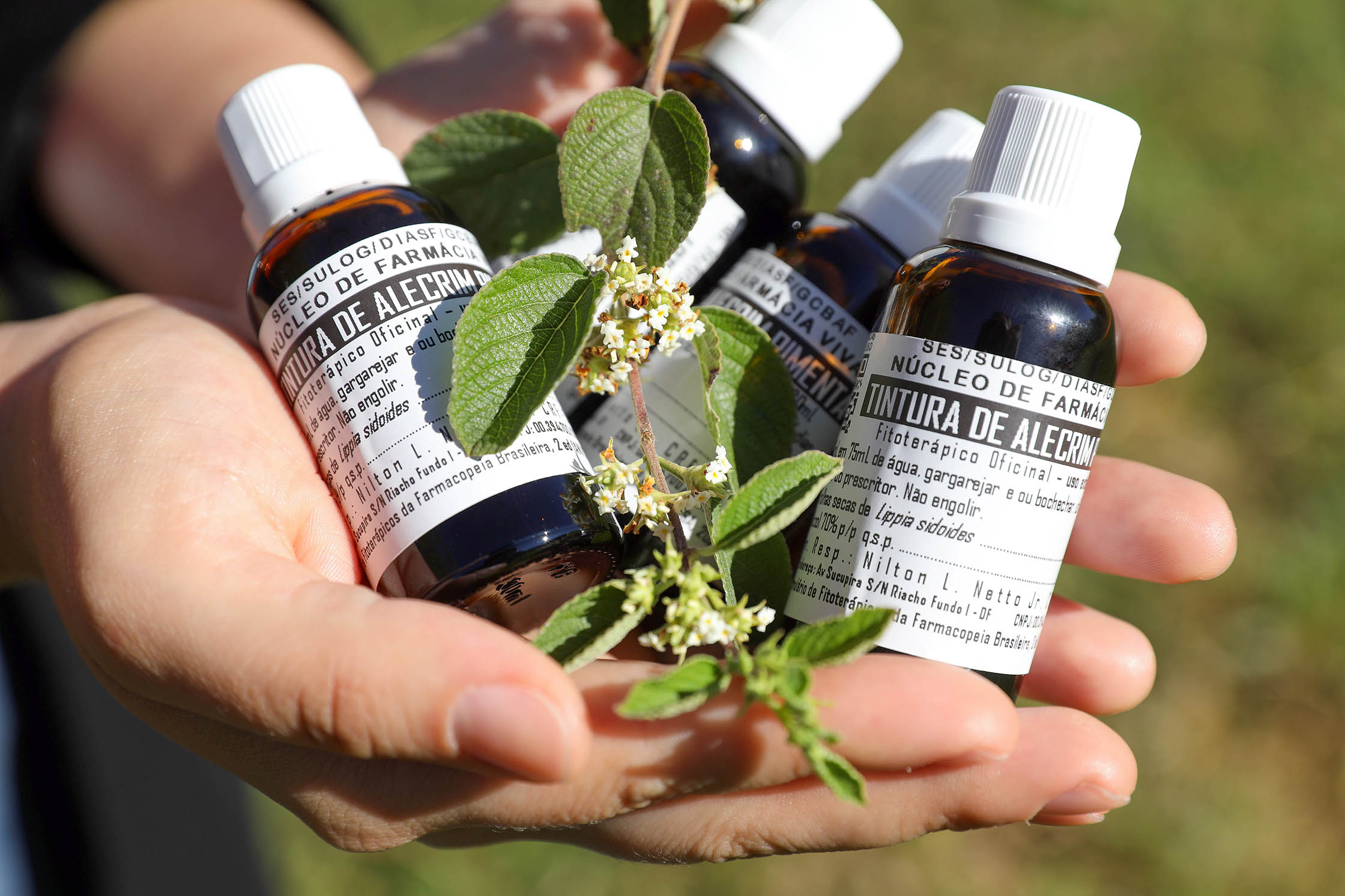 Capa da notícia: Cura que brota do chão: Farmácia Viva do DF produz medicamento natural para dor de garganta