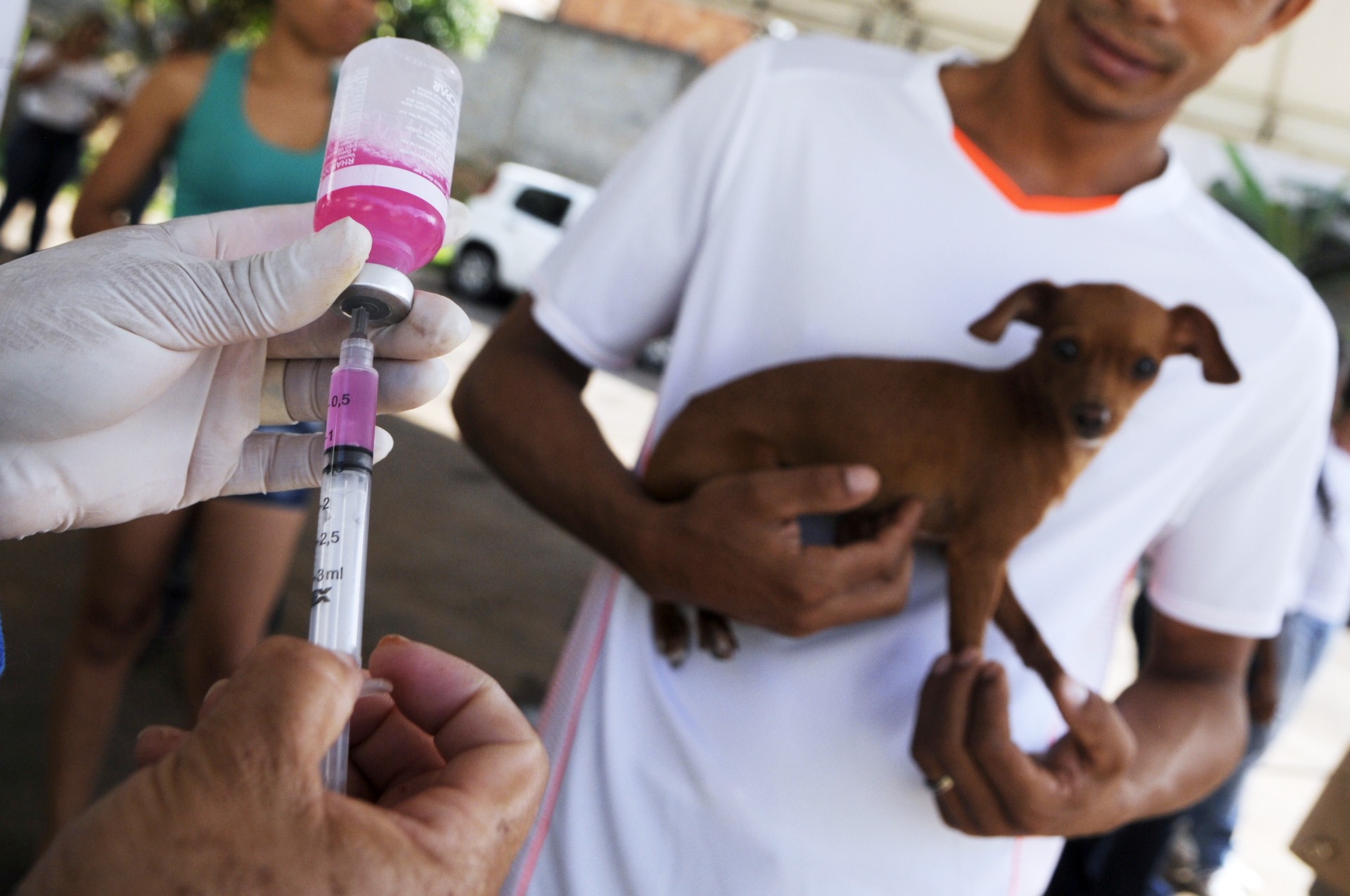 Vacinando e curando animais doentes — Animal Ethics