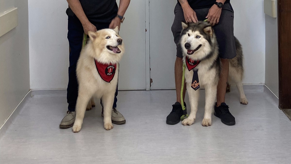 Capa da notícia: Cachorros que atuam na Terapia Assistida por Animais visitam crianças no Hmib