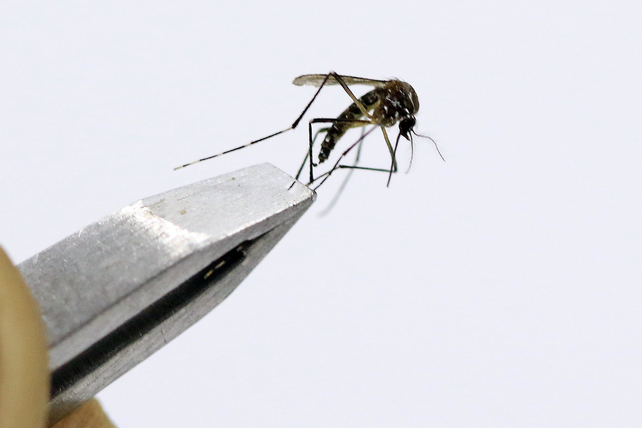 Capa da notícia: Secretaria de Saúde cria grupo de trabalho para aperfeiçoar plano de enfrentamento à dengue
