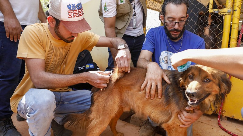 Capa da notícia: Secretaria de Saúde vacina 400 cães e gatos em abrigo