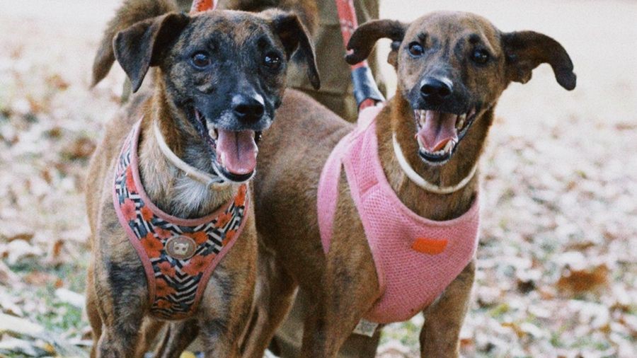 Capa da notícia: Zoonoses disponibiliza cães para adoção