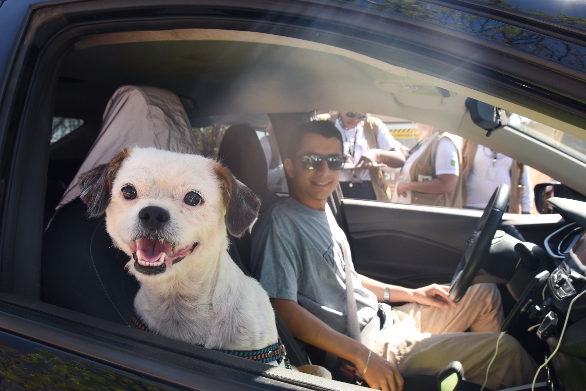 Capa da notícia: Vacinação contra a raiva animal: campanha começa neste sábado no Parque da Cidade